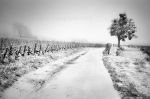 Chemin du Clos de la Roche 0861.jpg